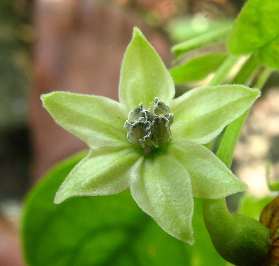 Bullet Chilli
