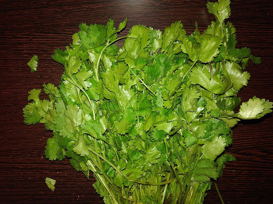 Coriander (Bunch)