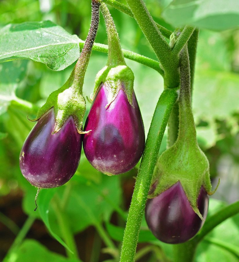 Dutch Aubergine