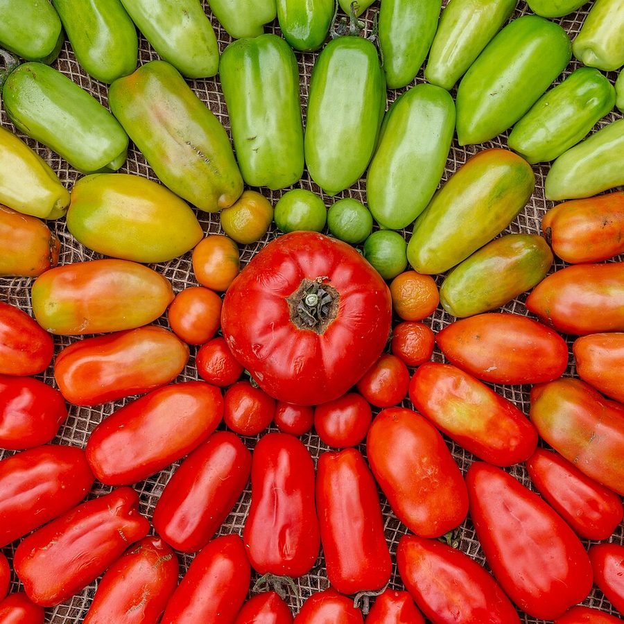 Dutch Tomatoes