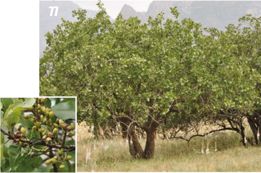 East End Pistachio Kernal