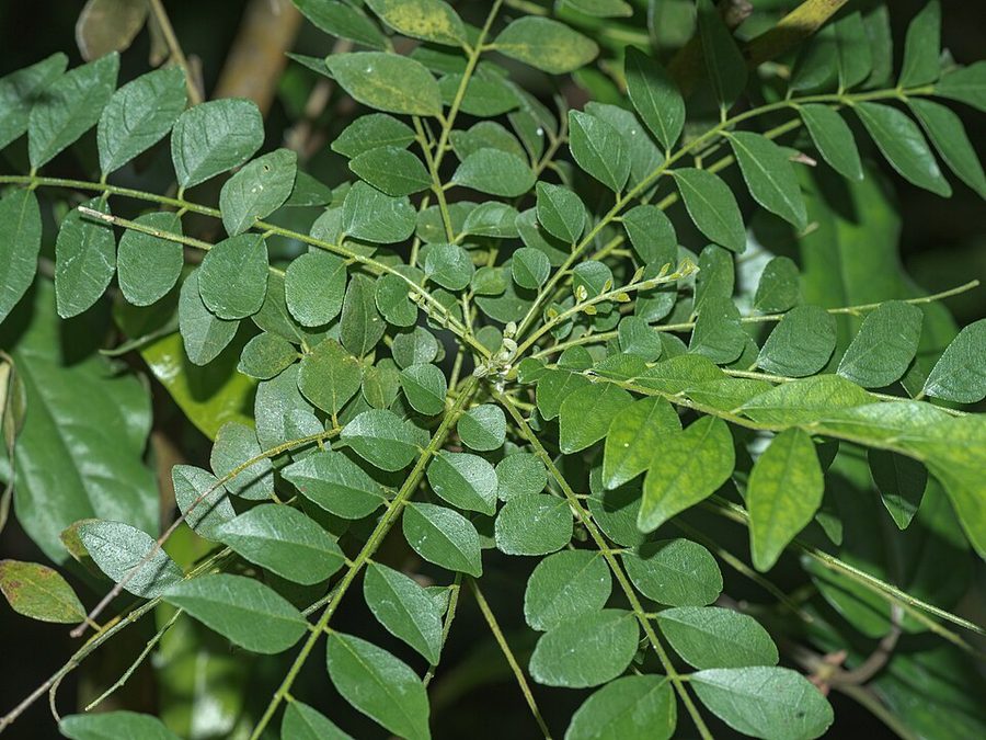 East End Curry Leaves 20g