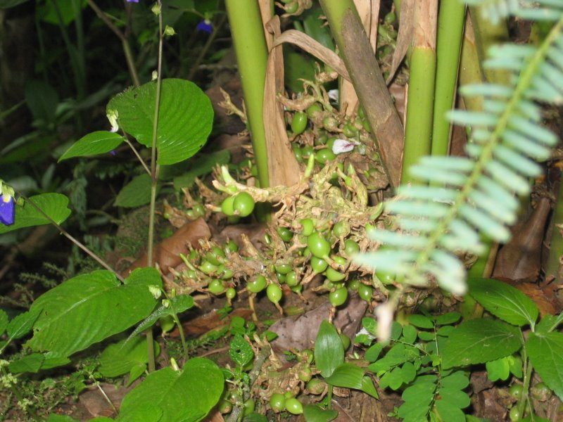East End Green Cardamom Whole