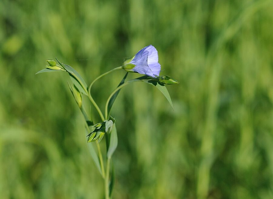 East End Linseed (Alsi)