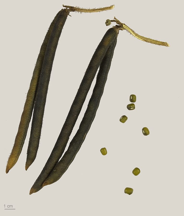 East End Split Moong Chilka