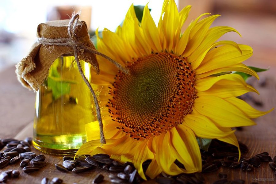 East End Sunflower Oil
