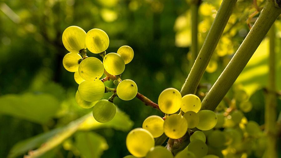 Green Grapes Ponnet