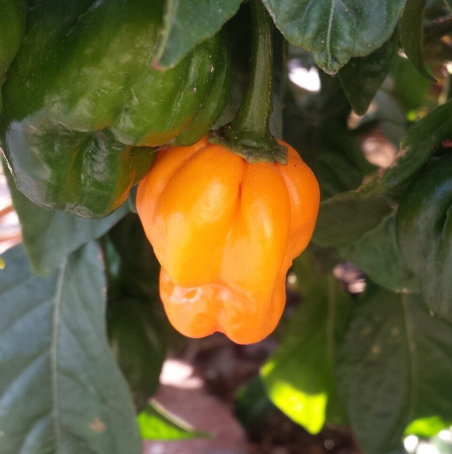 Hot Pepper