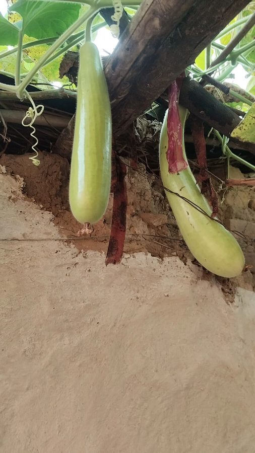 Long Kadu