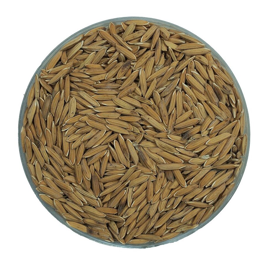 Mai Thai Jasmine Rice