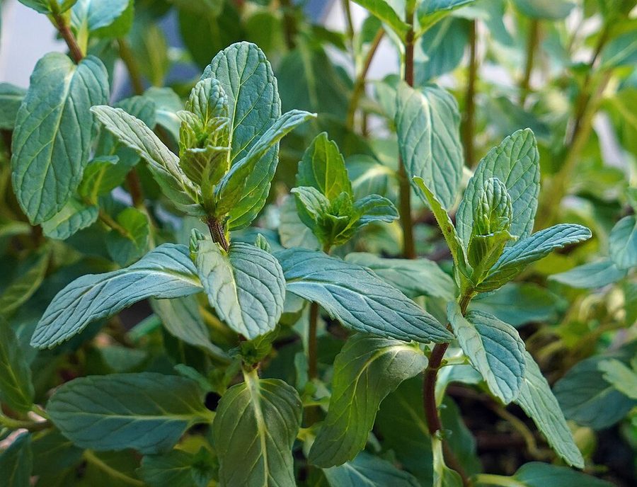 Mint (Bunch)