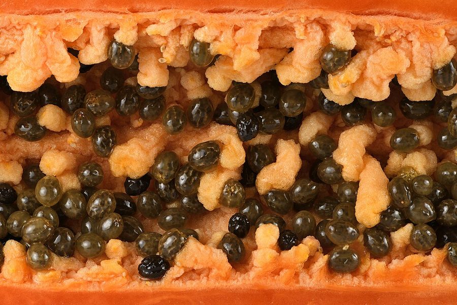 Papaya