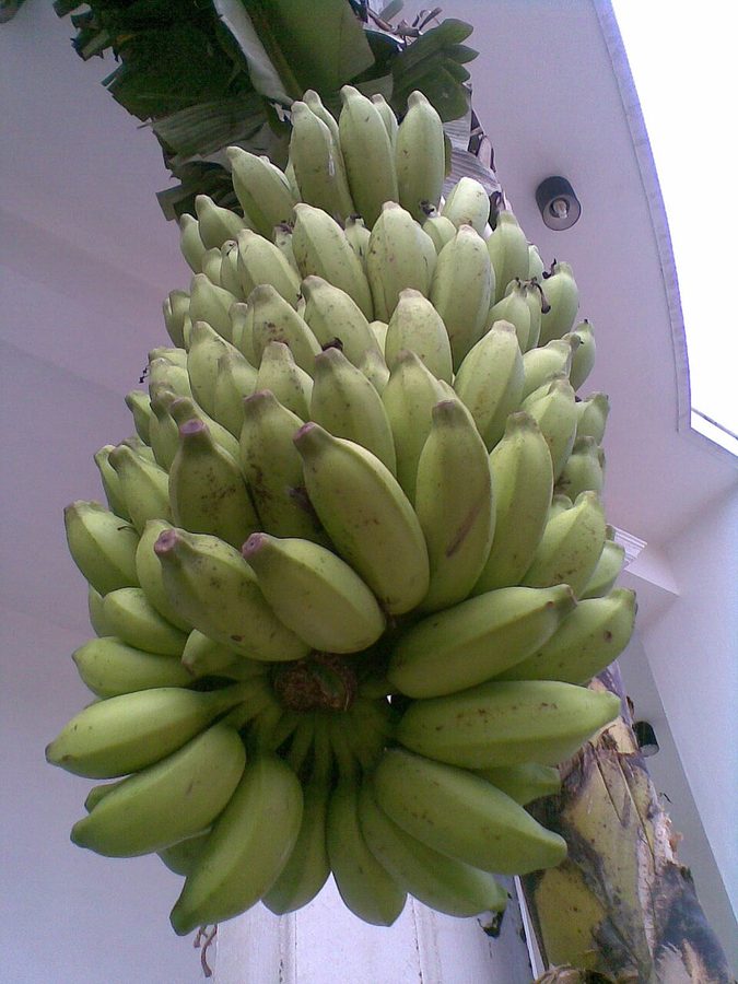 Plantain (Green)