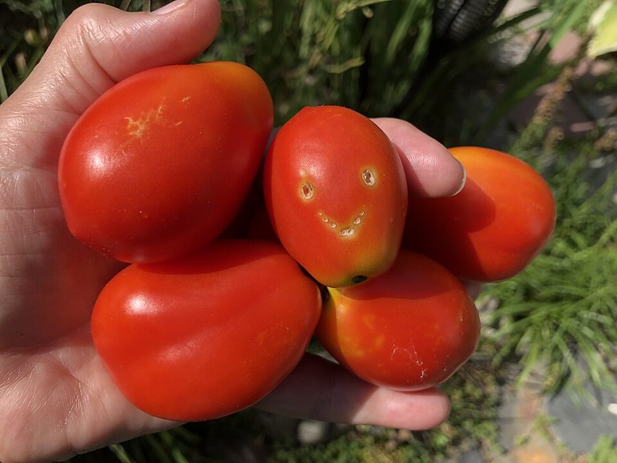 Plum Tomatoes