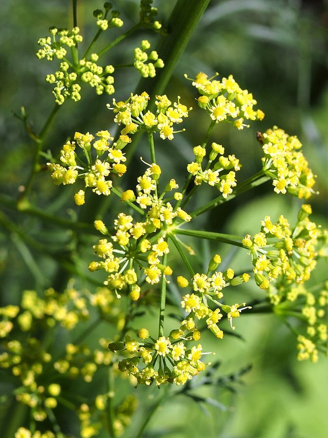 Vandevi Hing (Asafoetida)